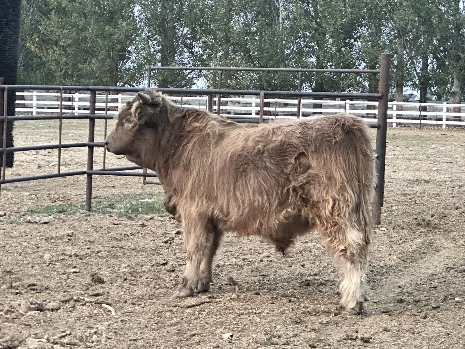Highland Yearling Bull