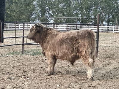 Highland Yearling Bull
