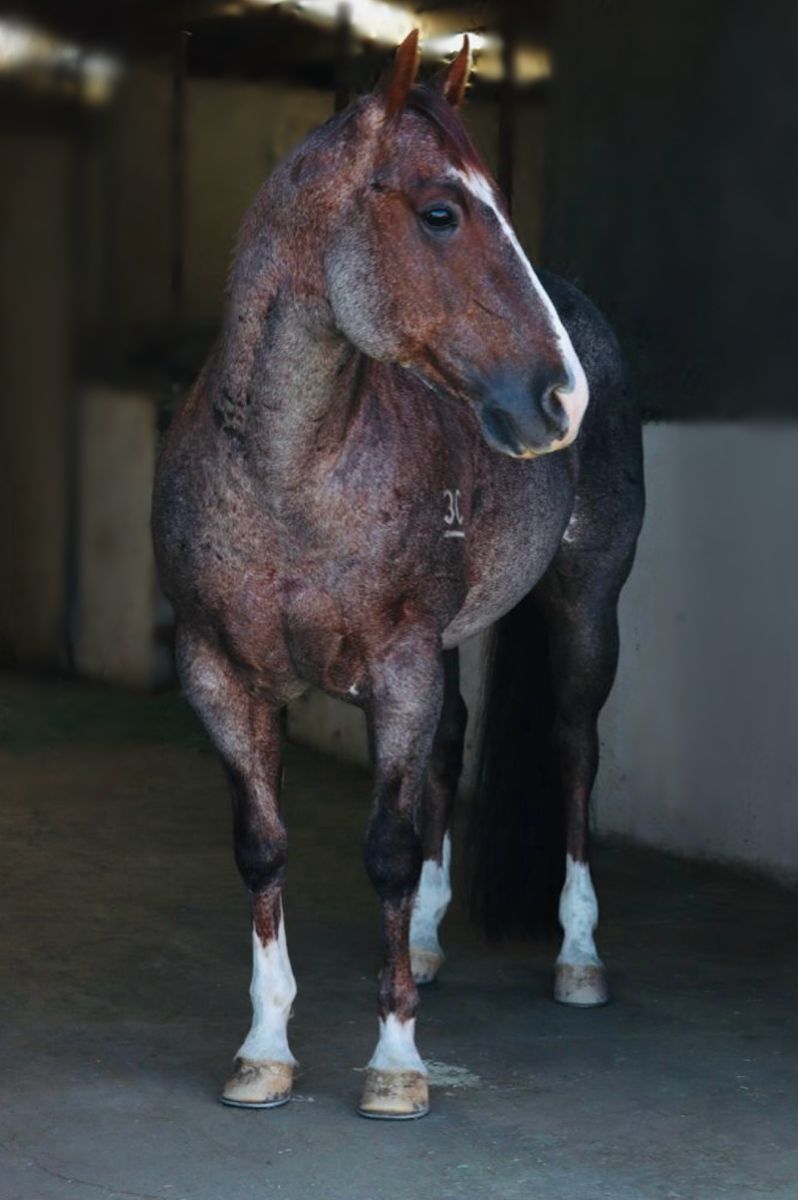 Grand son of metallic cat  NRCHA earner
