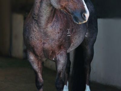 Grand son of metallic cat NRCHA earner