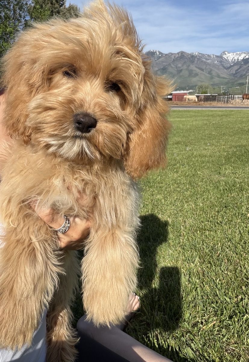 Cockapoo Puppy