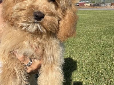 Cockapoo Puppy