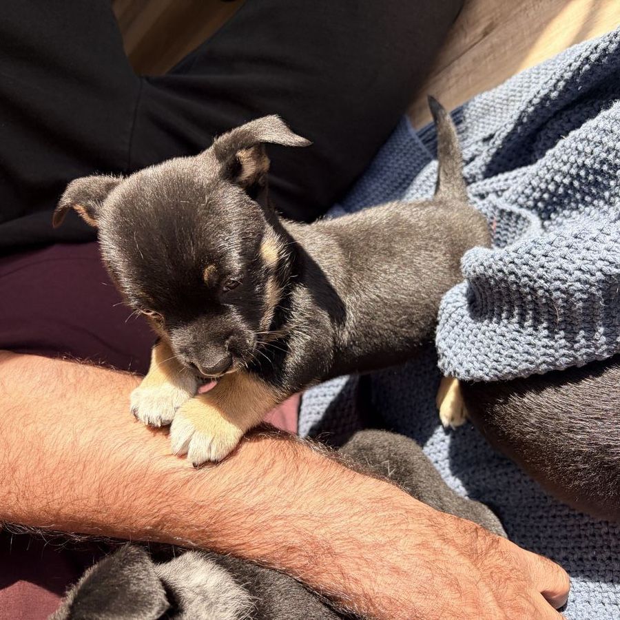 Beautifull 5 Week Puppies