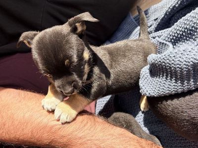 Beautifull 5 Week Puppies