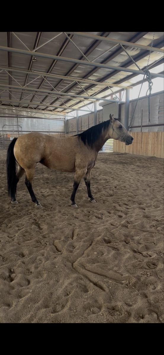AQHA 6 yr old Buckskin Mare