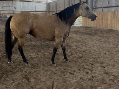 AQHA 6 yr old Buckskin Mare