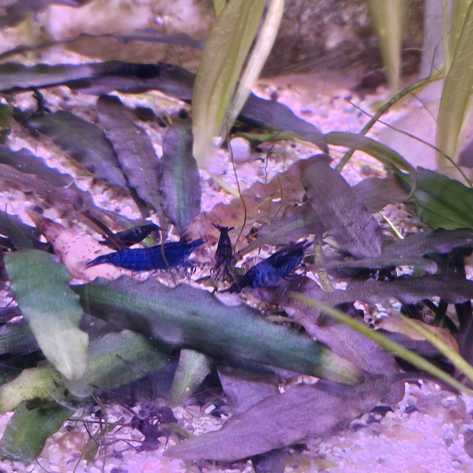 blue dream neocaridina shrimp