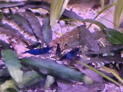blue dream neocaridina shrimp