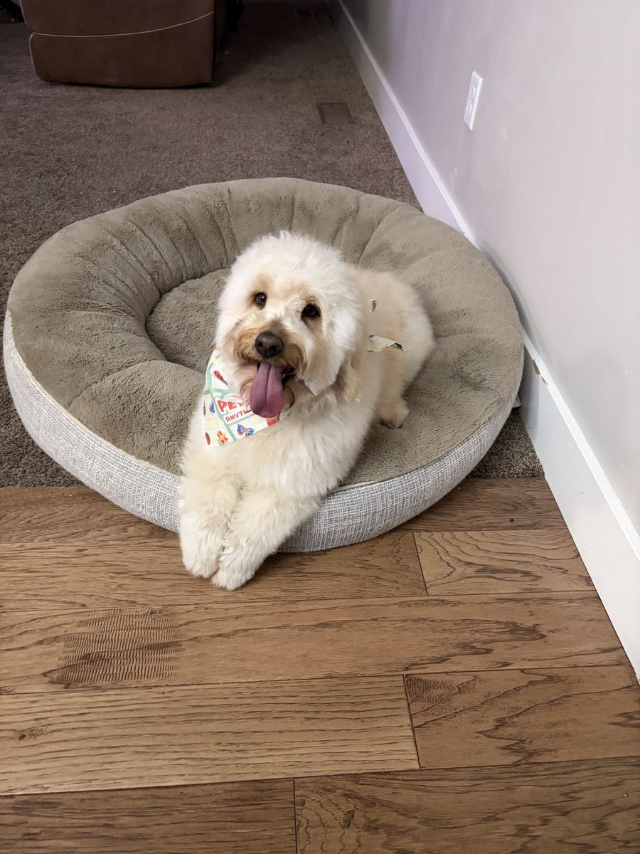 Mini Golden Doodle Mix