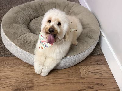 Mini Golden Doodle Mix