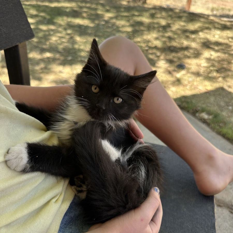 Adorable Black & White Tuxedo Kittens For Adoption - Sweet & Playful