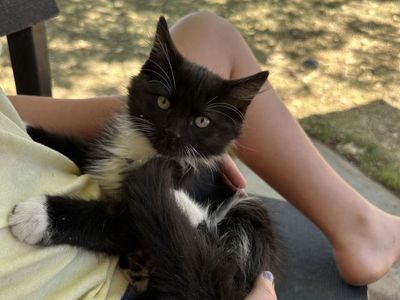 Adorable Black & White Tuxedo Kittens For Adoption - Sweet & Playful