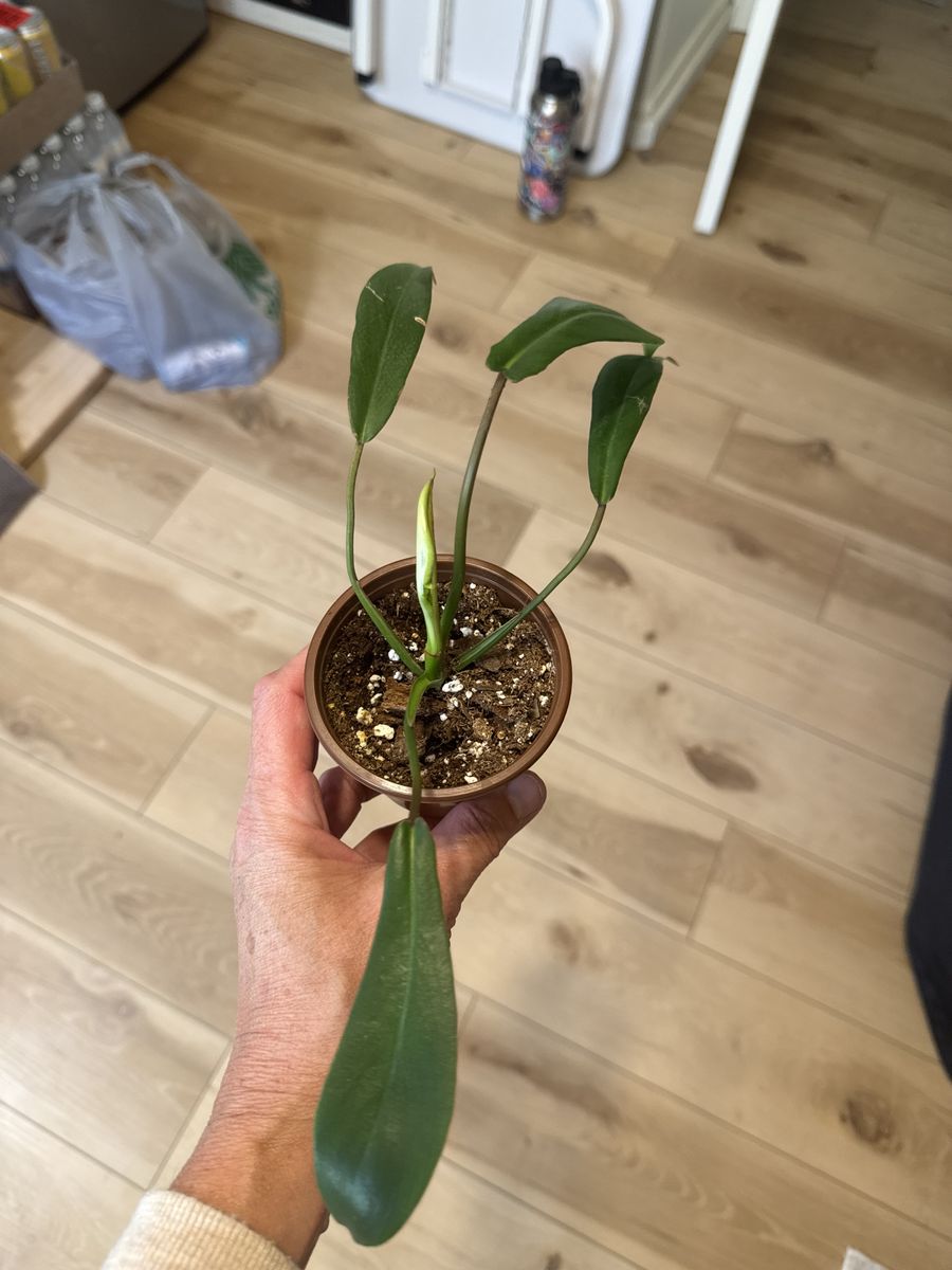 Philodendron Joepii