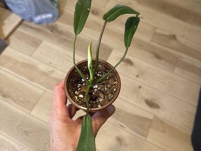 Philodendron Joepii