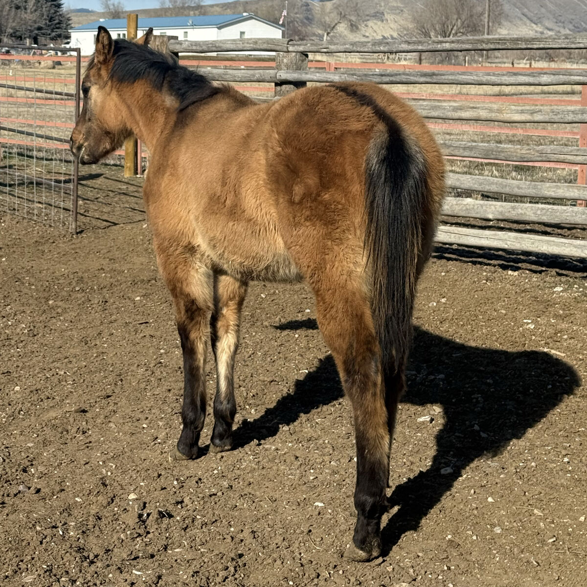 2025 AQHA Stud Colt
