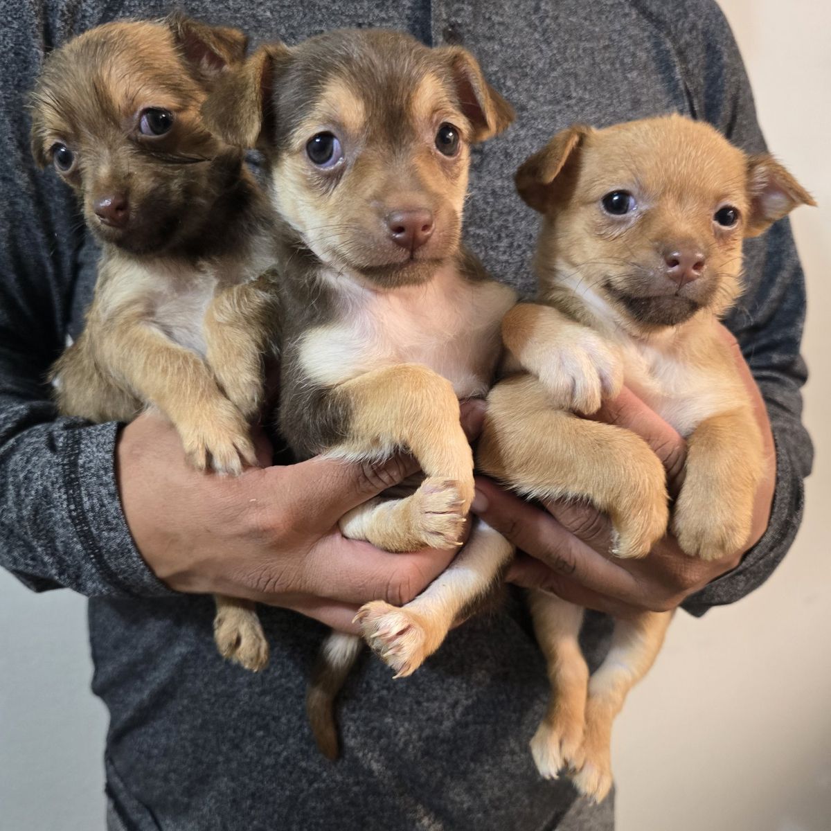 chihuahua mixes