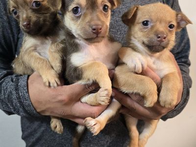 chihuahua mixes