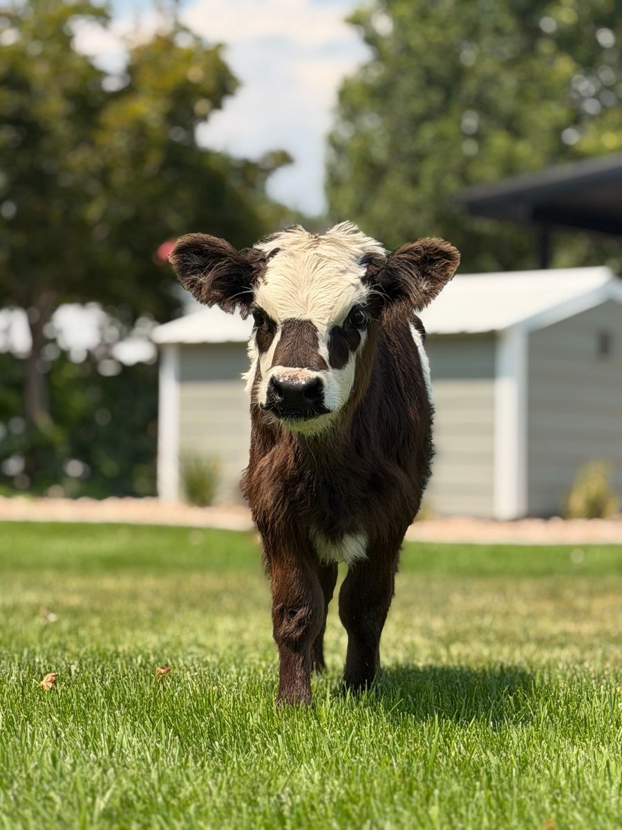 Mini highland cow