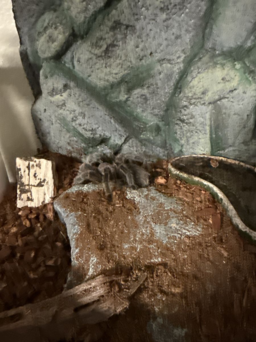 Live Tarantula Pet in Terrestrial Enclosure Setup