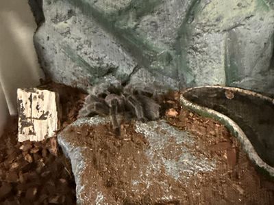 Live Tarantula Pet in Terrestrial Enclosure Setup