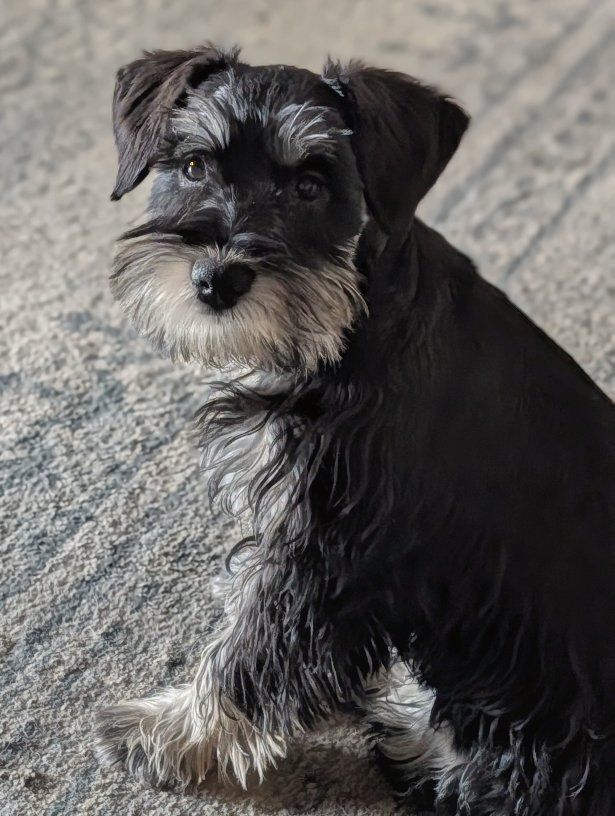 not your neighbor's Doodle AKC mini Schnauzer