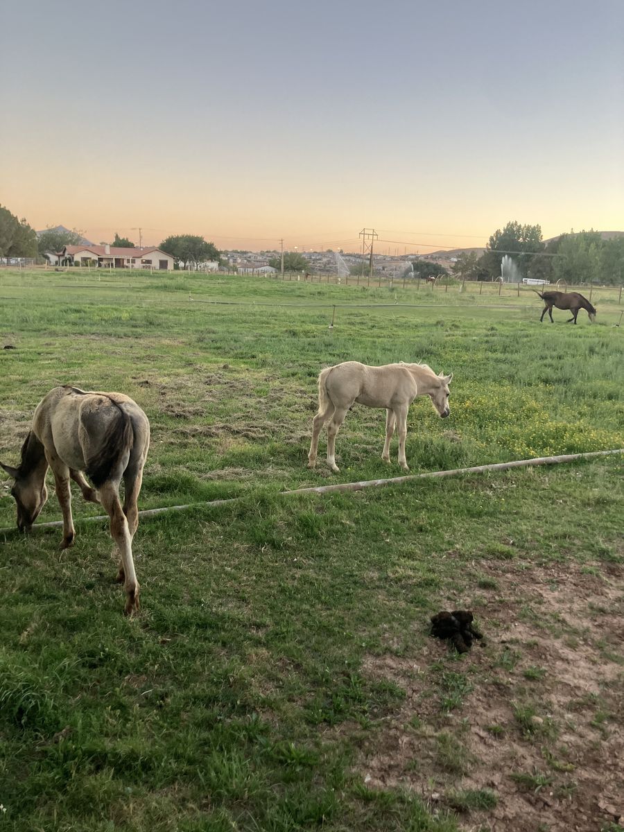 Palomino colt