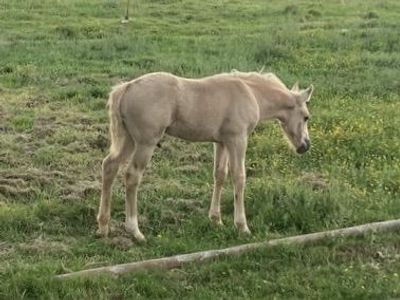 Palomino colt