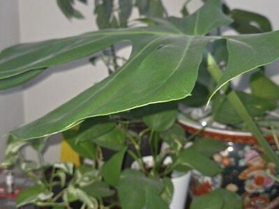 Indoor plants. Plant starters, spider, ivy