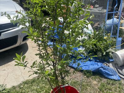 Angelina, plum trees