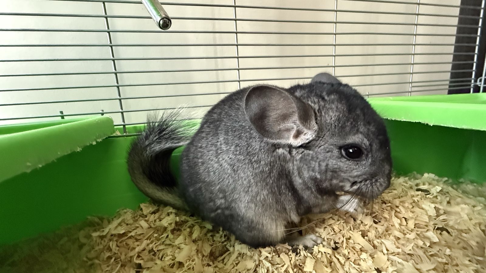 Gray Fluffy Pet Chinchilla