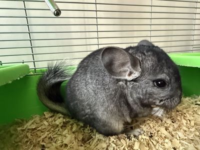Gray Fluffy Pet Chinchilla