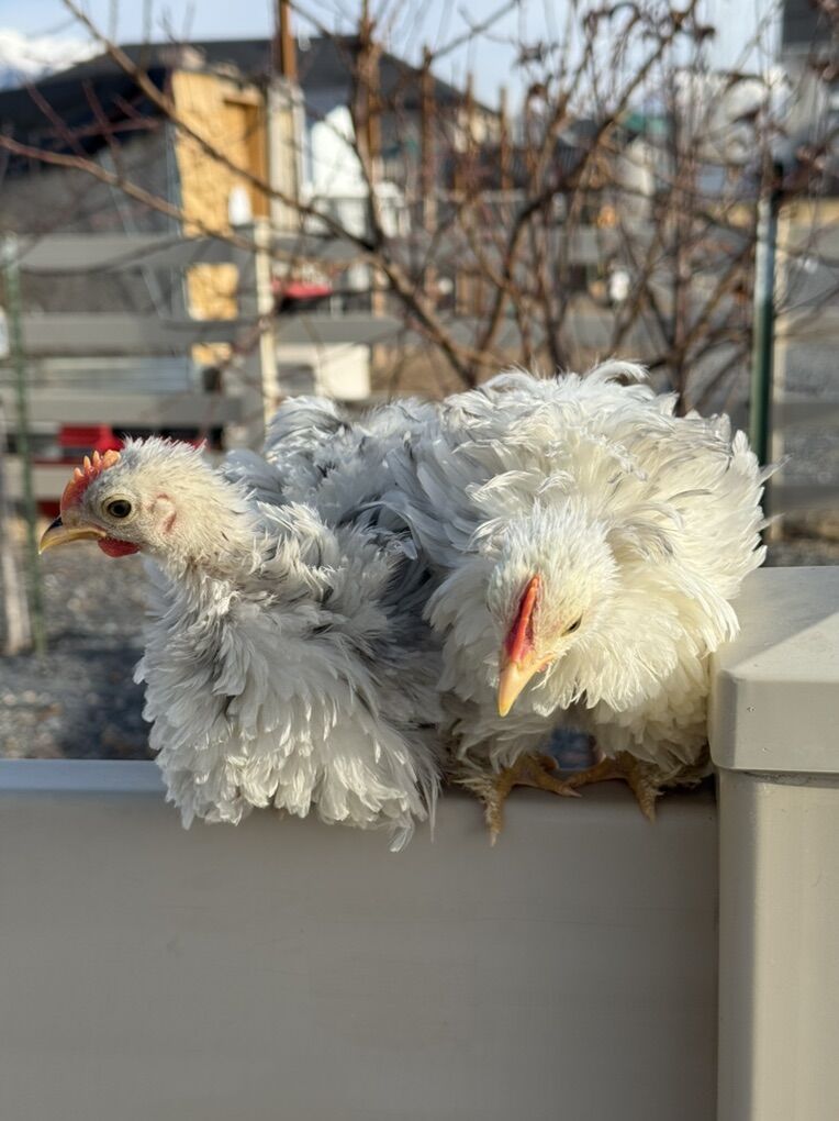 Bantam Cochins Cockerels