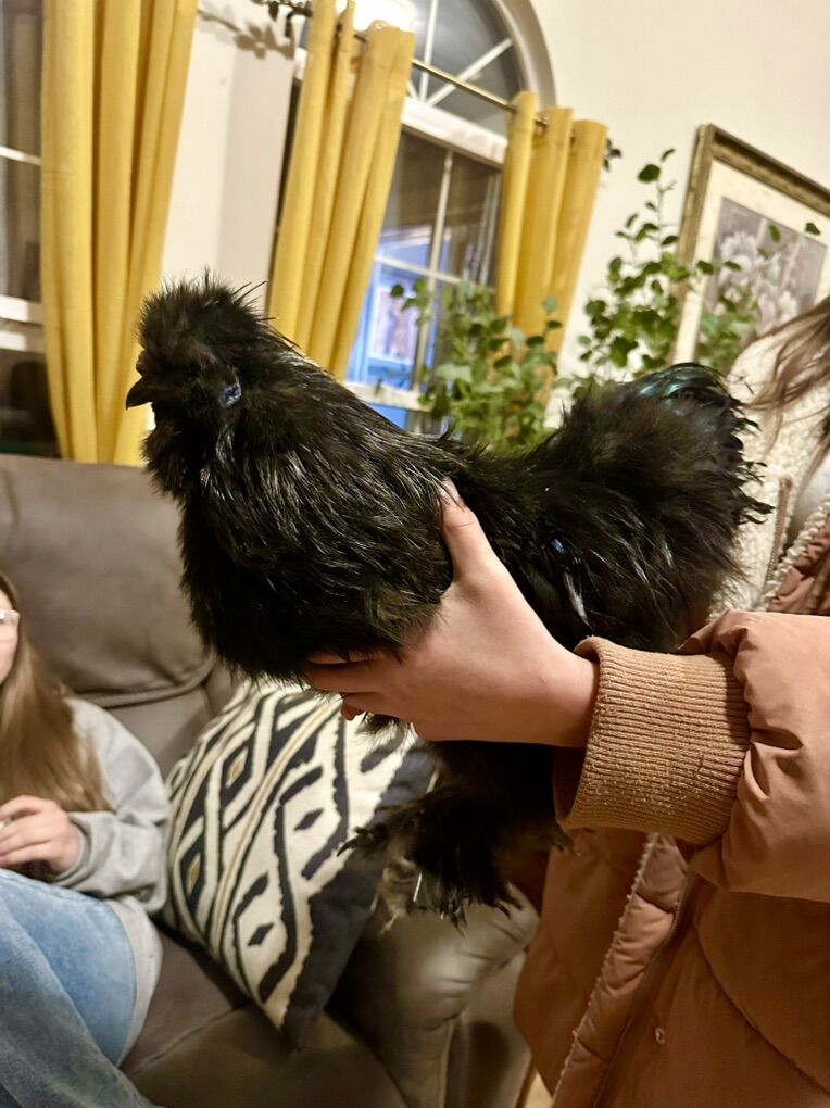 Silkie Rooster