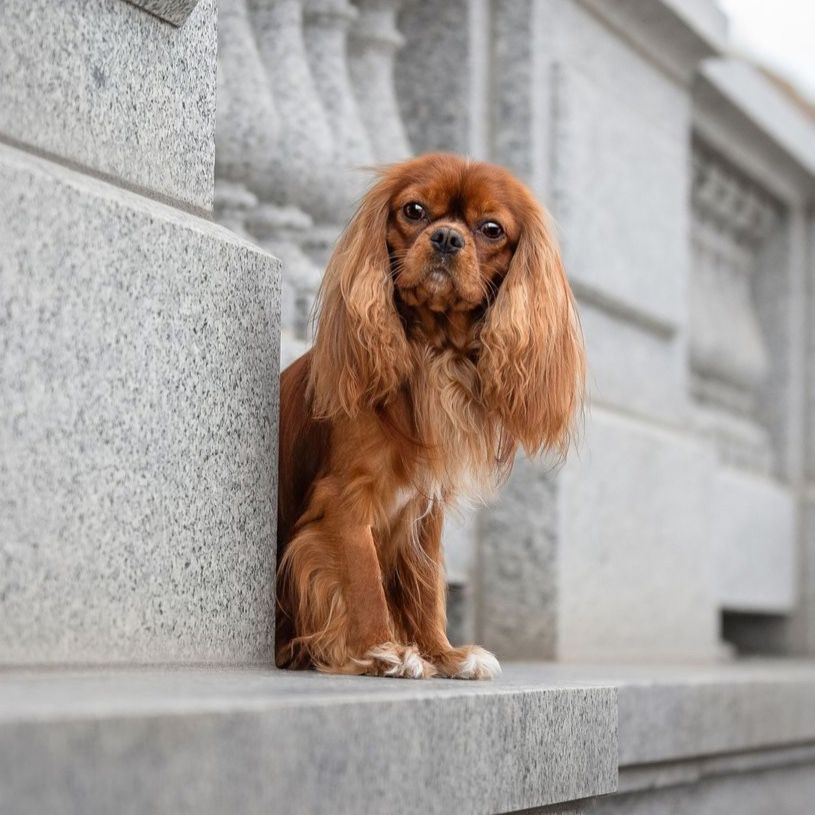 AKC Cavalier King Charles Spaniel Stud