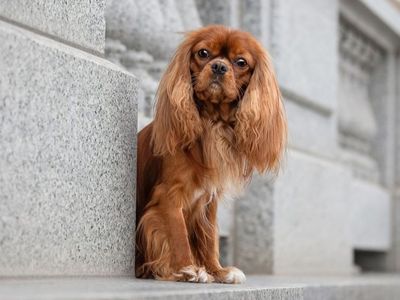 AKC Cavalier King Charles Spaniel Stud