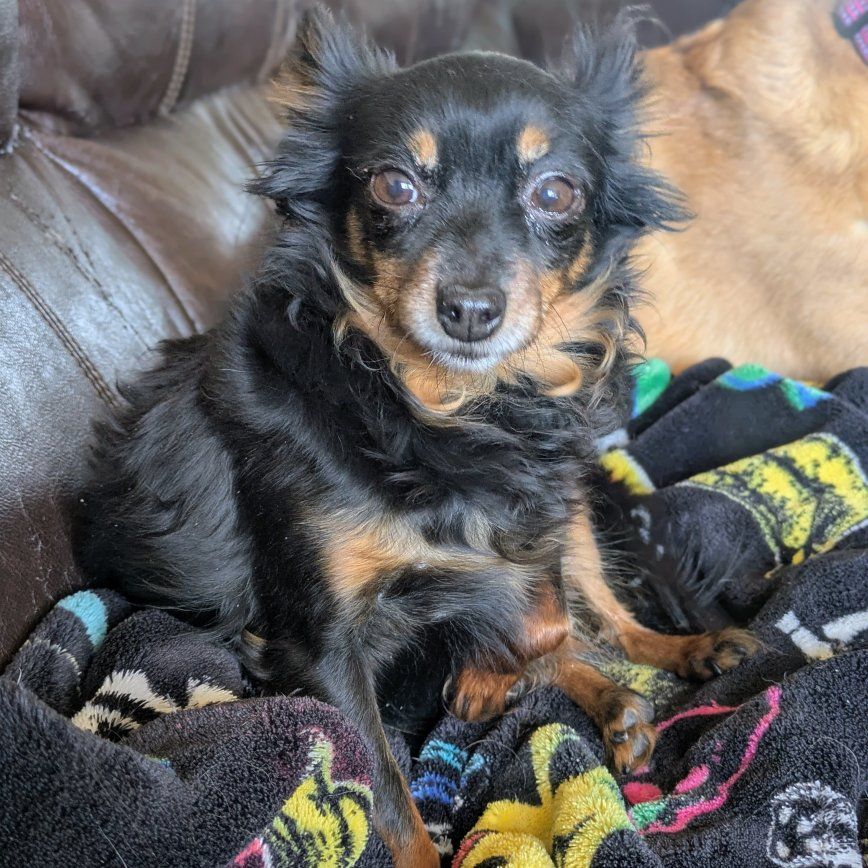 Bonded Pair for Adoption