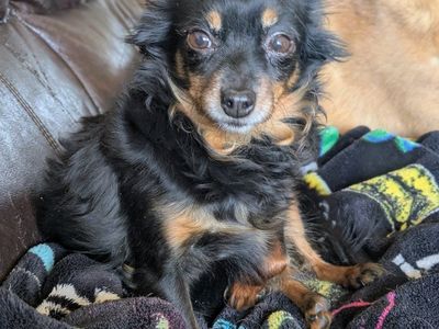 Bonded Pair for Adoption