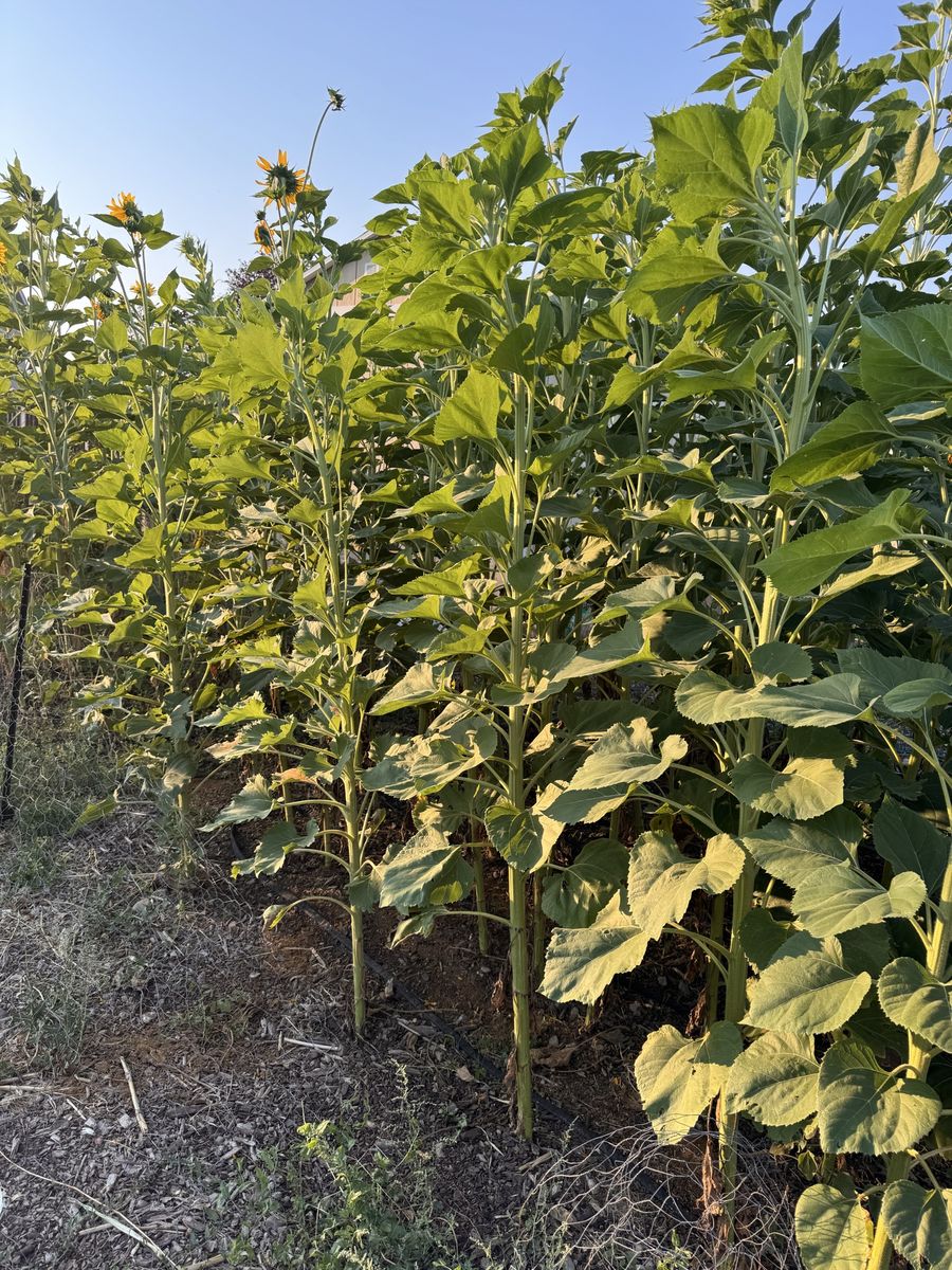 Fresh Garden Sunflowers - Live Cut Flowers or Plants