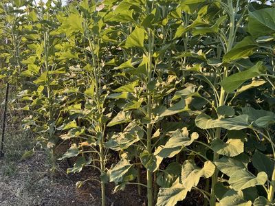 Fresh Garden Sunflowers - Live Cut Flowers or Plants