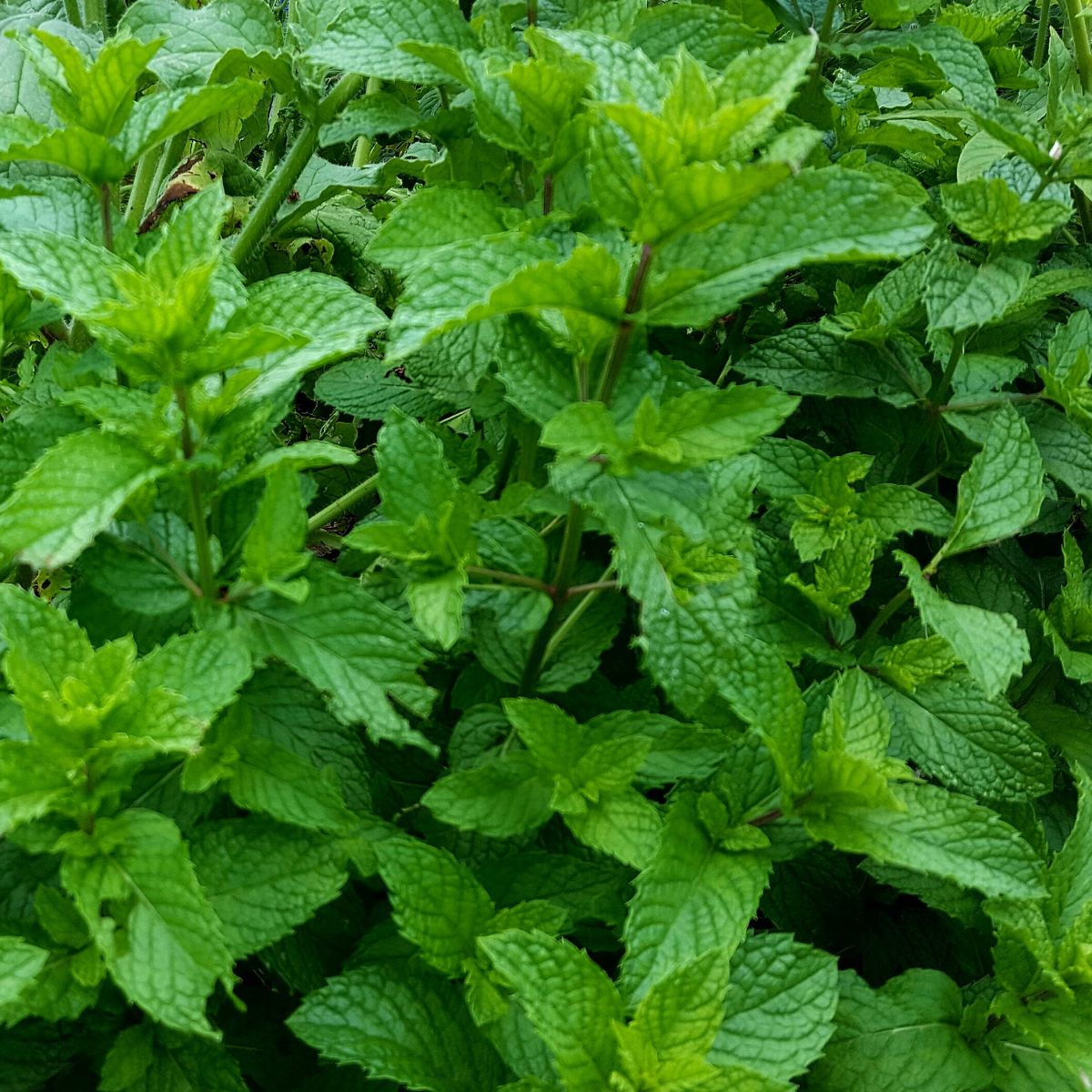 FREE MINT PLANT - FREE!