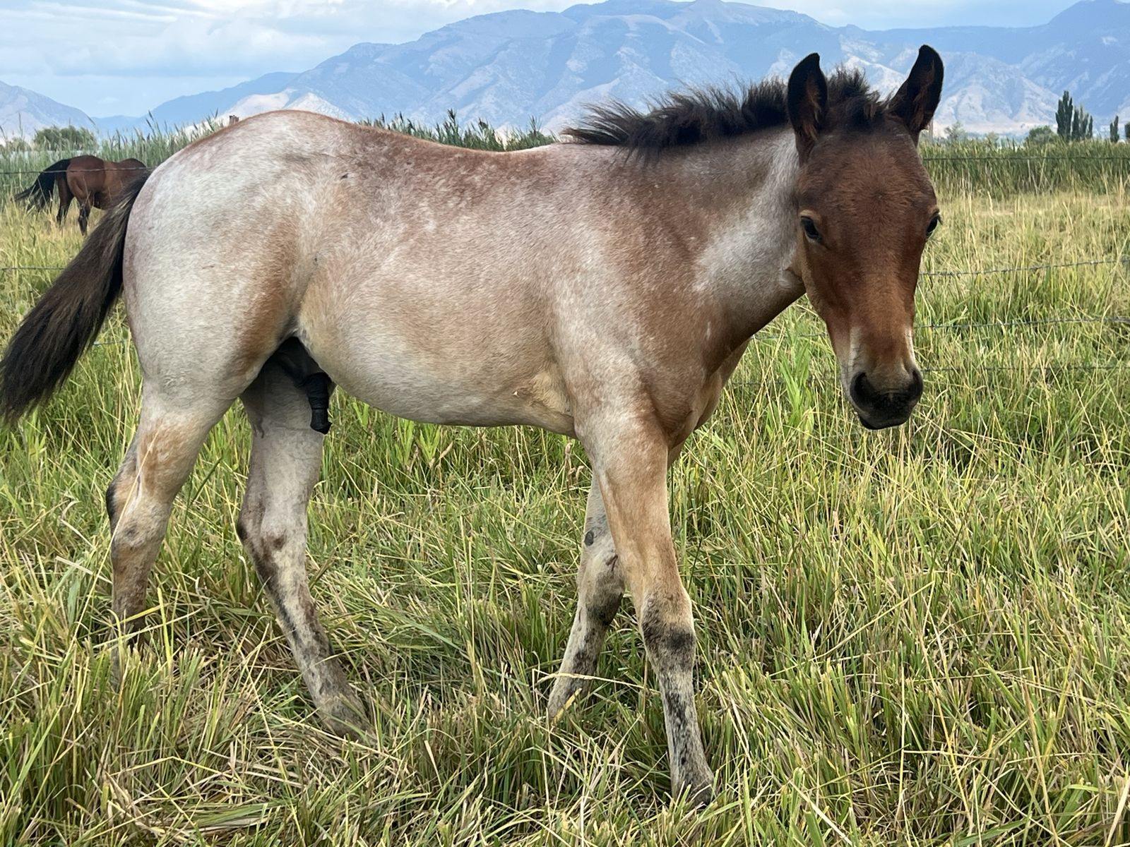 AQHA Bay Roan Colt