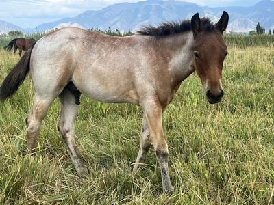AQHA Bay Roan Colt