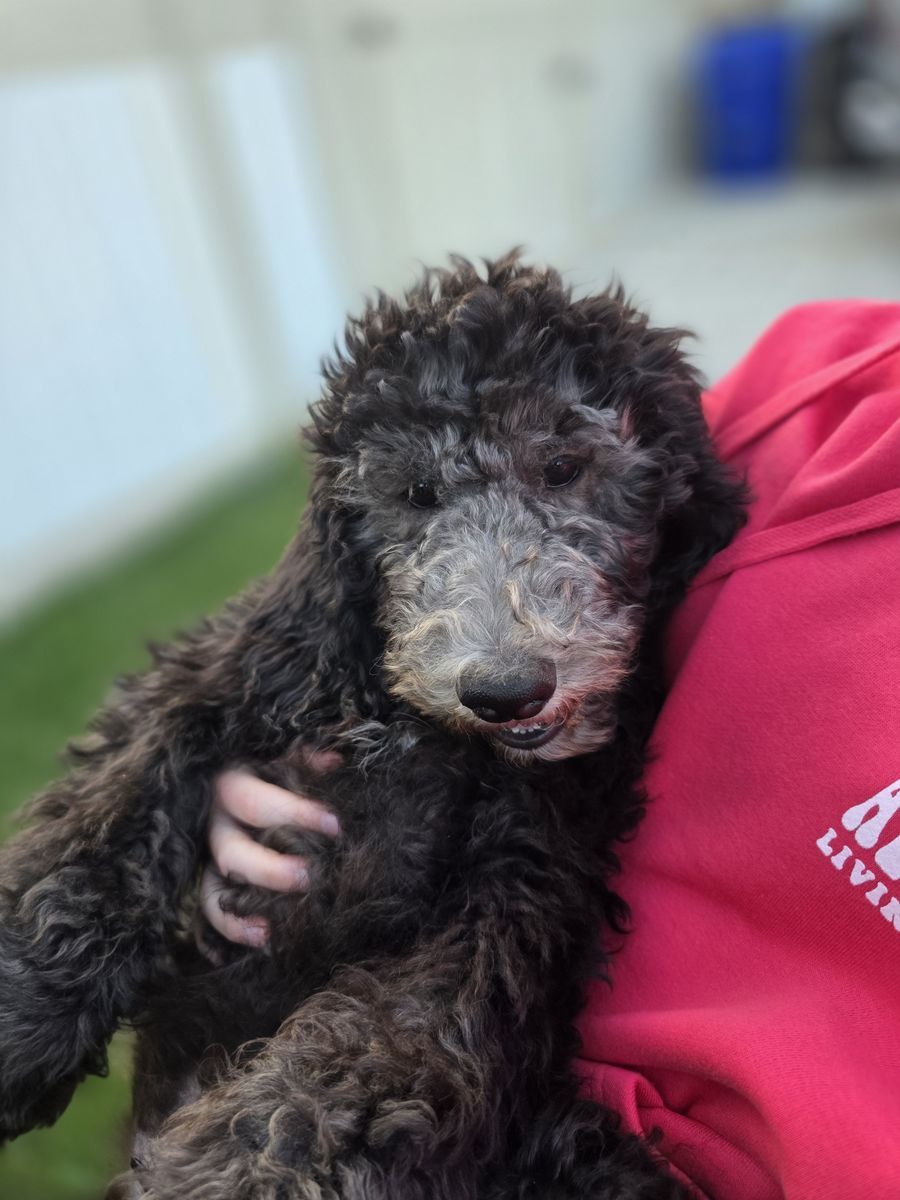 Golden Sheepadoodles Phantom Silver