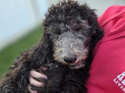 Golden Sheepadoodles Phantom Silver