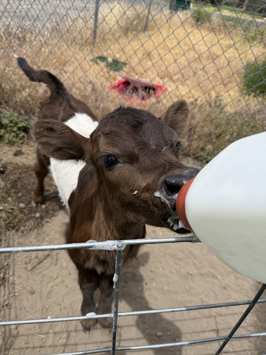 Jersey x Guernsey x Belted Galloway Bull Calf – Born May 10