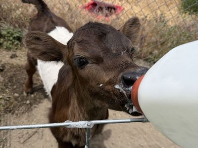 Jersey x Guernsey x Belted Galloway Bull Calf – Born May 10