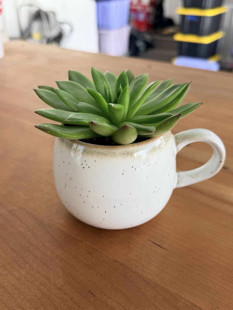 Decorative Ceramic Planters