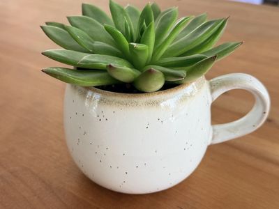 Decorative Ceramic Planters
