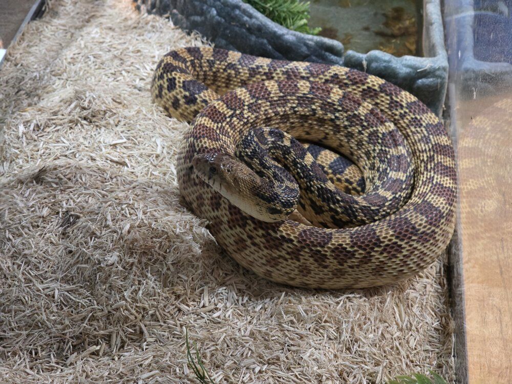 Great Basin Gopher Snake