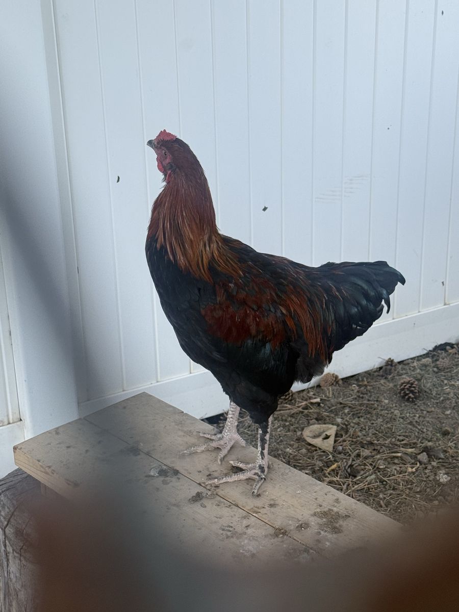 Young Male Olive Egger Rooster
